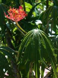 Image result for Jatropha multifida