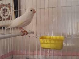 Bulbul Otumlu Kanarya