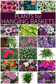 Beautiful hanging baskets are an easy way to add style to your front porch, deck, balcony, or other outdoor space. Plants For Hanging Baskets Hoosier Homemade