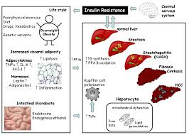 foods that are part of a diet plan for a fatty liver