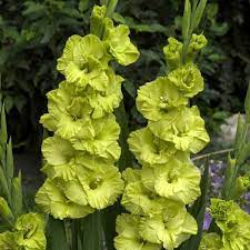 Gladiolus Bulbs Green Star Spring Flower Bulbs Eden Brothers Gladiolus Flower Bulb Flowers Gladiolus