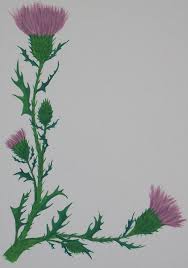 See more ideas about scotland tattoo, scottish tattoos, thistle tattoo. Scottish Thistle Scroll Blank Thistles Art Scottish Thistle Tattoo Thistle Tattoo