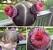 Cupcake Easy Crazy Hair Day