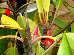 Image result for Bruguiera