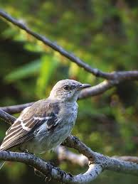 Image result for Warneckea cordiformis