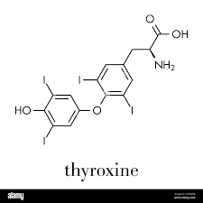Image result for Thyroxine