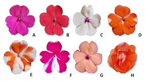 Image result for Impatiens wallerana