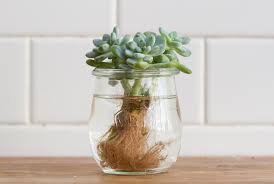 How to prepare cactus cuttings? How To Propagating Succulents The Blog At Terrain Terrain