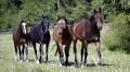 Exploring the Therapeutic Benefits of Horses for Mental Health