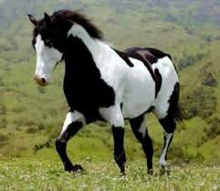 Black And White Paint Horses For Sale Near Me 25 Majestic And Beautiful Horse Pictures Horses Pretty Horses Animals Beautiful