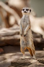 Timon Dubbo Nsw Australia Cute Animals Funny Animals Animals Beautiful