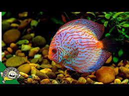 Discus Fish Care Guide For Beginners Youtube Discus Fish Fish Care Discus