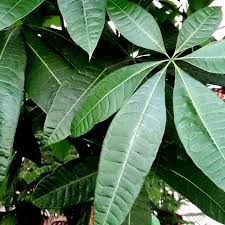 Image result for pachira obrázek