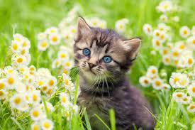 Have you seen my mommy? Cute Cat Pictures With Flowers Cats With Flowers Petal Talk