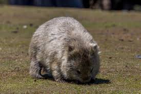 Image result for Common wombat