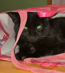 The short answer is no. Dry Cracked Nose Cause For Concern Thecatsite