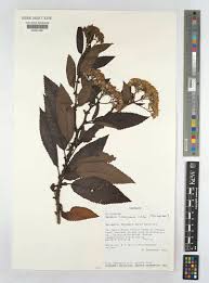 Image result for Senecio maranguensis