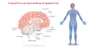 Understanding your central nervous system is integral to understanding your self, why and how your feeling and what your brain is telling you about reality. Central Nervous System Structure Function Brain Spinal Cord Syedgilanis Com