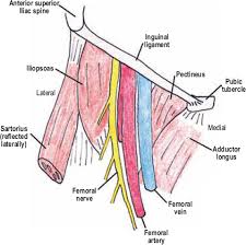 Vista frontal lateral del el punto medio del ligamento inguinal, a medio camino entre la espina ilíaca anterosuperior y el tubérculo púbico, es el punto de referencia del nervio femoral. The Diagnostic Anatomy Of The Inguinal Complex Of Nerves Neupsy Key