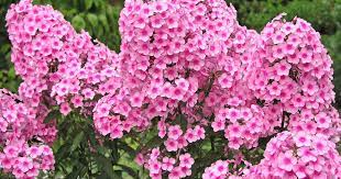 Im garten steht die zierpflanze am besten kühl aber sonnig. Hohe Flammenblume Phlox Paniculata Pflanzen Und Pflegen Mein Schoner Garten
