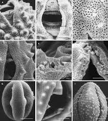 Image result for Macledium sessiliflorum
