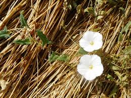 Image result for Convolvulus goyderi