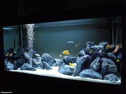 Pin Van Mark Bouter Op Aquarium In 2020