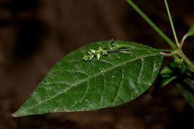 Image result for Pupalia micrantha