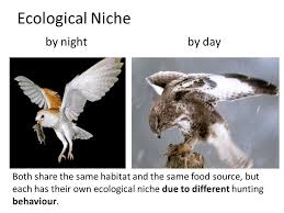 Image Result For Ecological Niche Ecological Niche Ecology Habitats