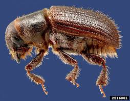 Maybe you would like to learn more about one of these? An Index Of 22 Common Insect Pests Harmful To Trees