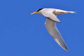 Verrekijker meenemen is wel slim. Marker Wadden Birdingplaces Eu