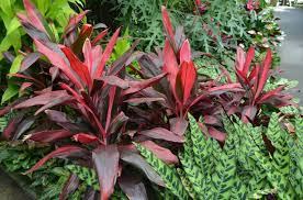 While it can take both sun and shade, it also provides color and height into your garden. September Gainesville Landscape Plant Of The Month Cordyline The Masters Lawn Care