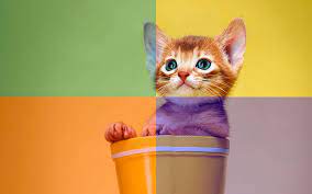 kediler nasil gorur kedimag