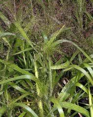 Image result for Panicum carneovaginatum