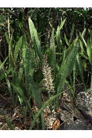 Image result for Sansevieria hyacinthoides