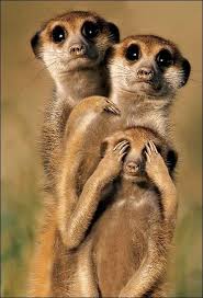 Crescentmoon Animalia Animals Funny Animal Videos Funny Animals