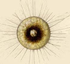 Image result for Pseudopod Ospermum