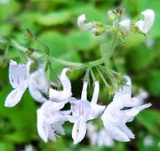 Image result for Equilabium