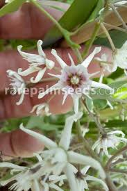 Image result for Cynanchum