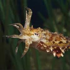 Pin By Orlff On Ocean Octopus Squid Cuttlefish Nautilus Ocean Animals Monterey Bay Aquarium Beneath The Sea