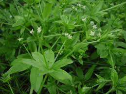 Image result for Galium