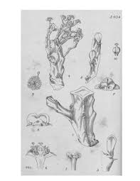 Image result for Heteranthoecia  guineensis