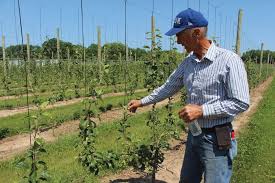 Maybe you would like to learn more about one of these? Apple Growers Moving To Multileaders Growing Produce