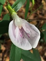 Image result for Fabaceae subfamily Papilionoideae