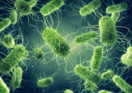 Image result for Bacteria