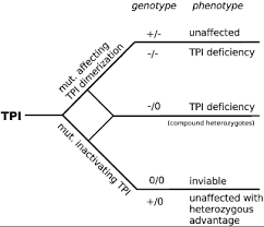 Triose Phosphate Isomerase Deficiency Is Caused By Altered Dimerization Not Catalytic Inactivity Of The Mutant Enzymes