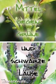 Haufig Befallen Schadlinge Tomatenpflanzen Wir Zeigen Erfolgreiche Mittel Gegen Grune Und Schwarze Blattlause Tom Schadlinge Im Garten Pflanzen Pflanzideen