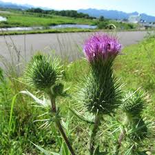 アメリカオニアザミ 植物図鑑 エバーグリーン