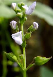 Image result for Equilabium