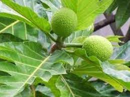 Salah satu khasiat dari daun suji lainnya adalah mampu mengobati penyakit infeksi menular seksual (ims) seperti sipilis. Beragam Manfaat Daun Sukun Obati Asam Urat Diabetes Ginjal Dan Liver Watyutink